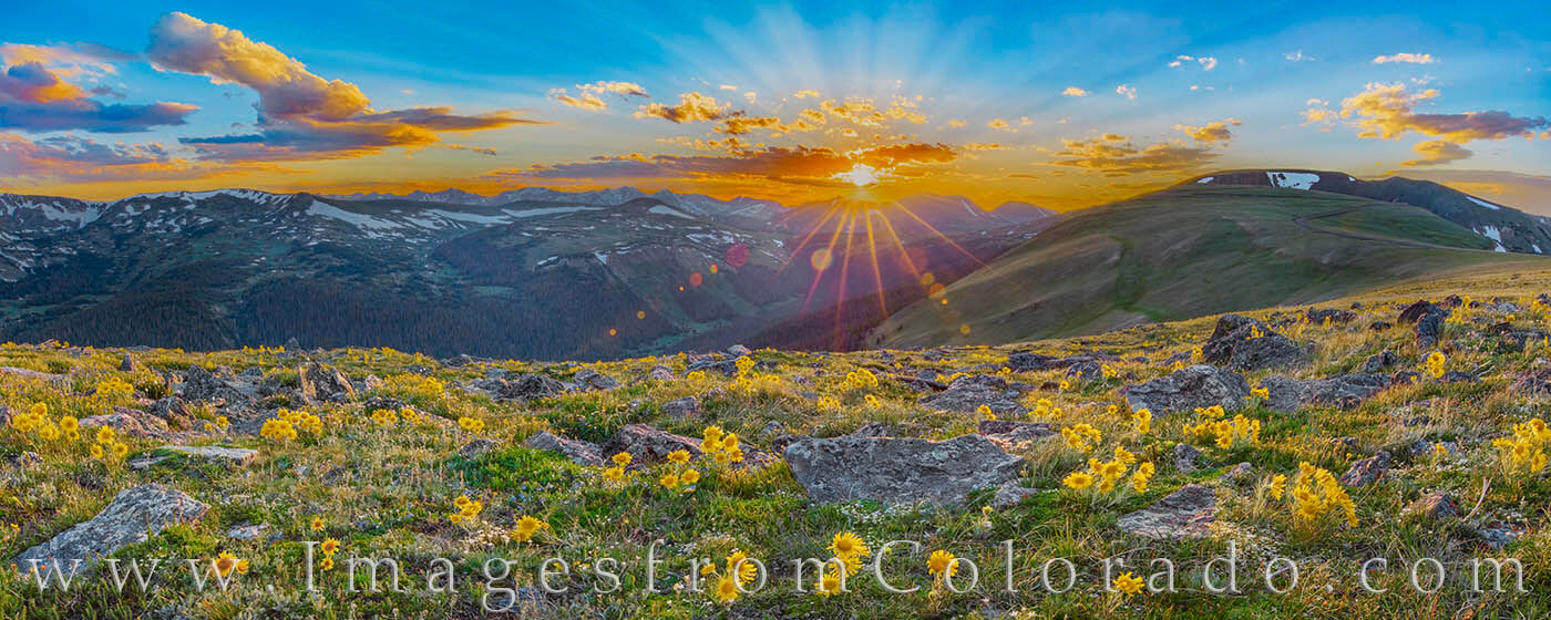 Rocky Mountain Wildflower Panorama 1