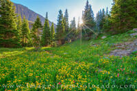 Colorado San Juans Wildflower Sunrise 1