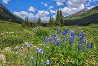 Gothic Road Wildflowers, Crested Butte 4