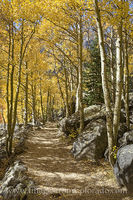 Rocky Mountain National Park Aspen Trail 102-1