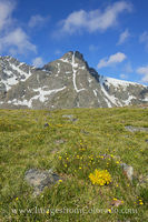 Wildflowers and Mount Holy Cross 3