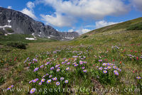 Wildflowers in Stevens Gulch - Grays Peak Trail 2