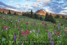 Morning Wildflowers at Butler Gulch 3