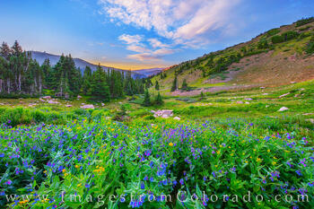 High up on Berthoud Pass, colorful wildflowers show off their summer hues of purple and yellow.