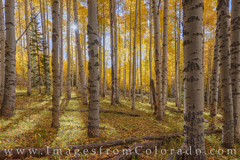 Colorado Aspen Leaves in Fall 103-1