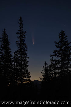 Comet NEOWISE through the Pine Trees 1