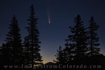 Comet NEOWISE through the Pine Trees 2