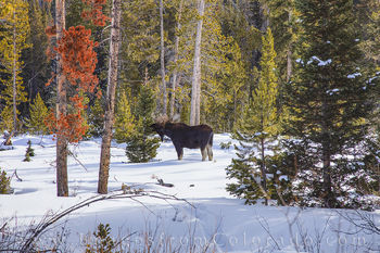 Moose in Snow near Winter Park 1230-2