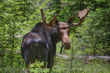 Moose near Winter Park in Summer 703-3
