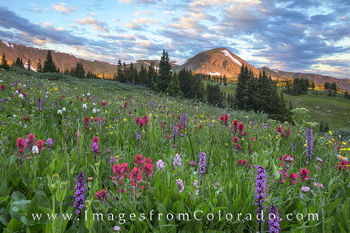 Morning Wildflowers at Butler Gulch 3