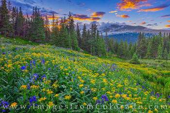 Wildflowers of blue and gold awaken in the beautiful light at dawn high up on Berthoud Pass.