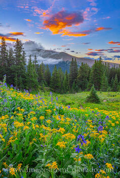 Rocky Mountain Wildflower Glory 802-2