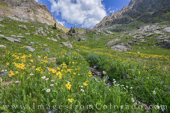 Summit County Wildflowers 618-1