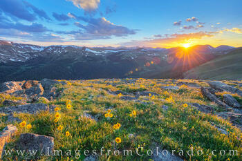 Wildflower bloom high up above treeline in Rocky Mountain National Park.