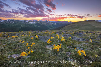 Sunflower Sunset in Rocky Mountain National Park 3