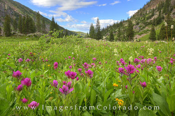 Colorado Wildflowers Images and Prints