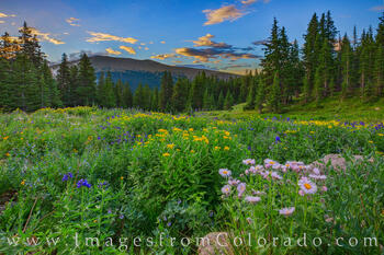 Wildflowers bloom on Berthoud Pass on a cold, wet August morning.