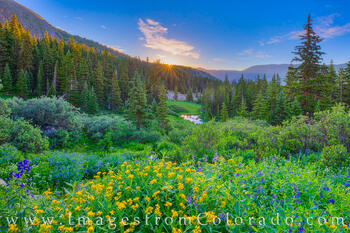 The sun peeks over the mountains on a cold summer morning while golden wildflowers awaken near Berthoud Pass.