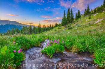 Wildflowers bloom along Hoop Creek on Berthoud Pass on a cold summer morning.