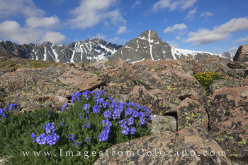 Wildflowers and Mount Holy Cross 2