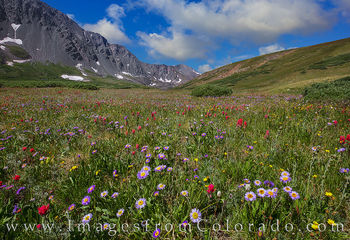Wildflowers in Stevens Gulch - Grays Peak Trail 1