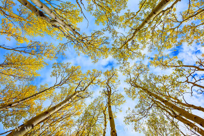 This photograph of Aspen tree trunks and golden leaves on a cool Autumn afternoon was taken while on my back shooting straight up.