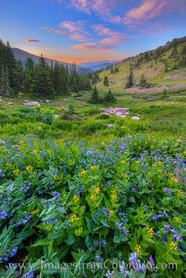 A beautiful sunrise near Berthoud Pass shows off sunrise oranges and blues as well as colorful wildflowers.