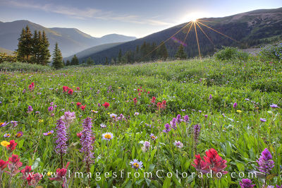 Butler Gulch and Colorado Wildflowers 7