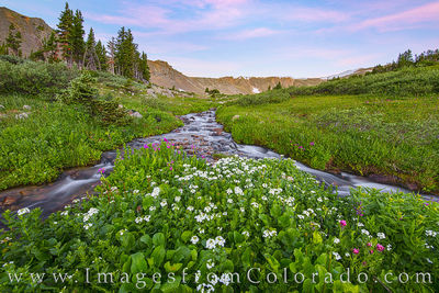 Colorado Wildflower Morning 720-1