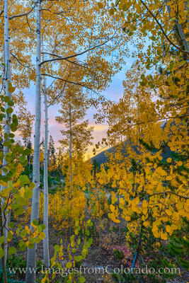 Colors of an Aspen Sunrise 927-2