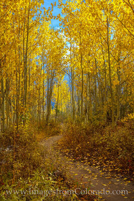 Aspen trees line a hiking trail on a cold Fall morning in Winter Park.