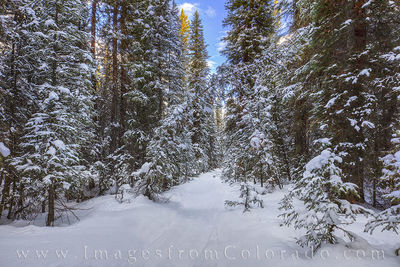 Journey through the Snowy Forest 1