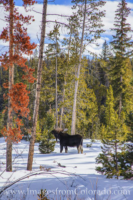 Moose in the Snow near Winter Park 1230-1