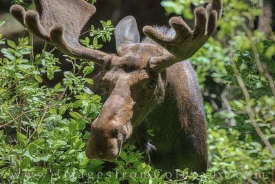 Moose near Winter Park in Summer 703-2
