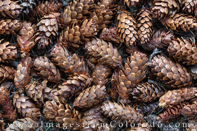 Pine Cones on the Forest Floor 1