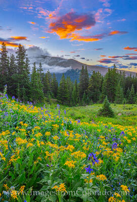 Rocky Mountain Wildflower Glory 802-2