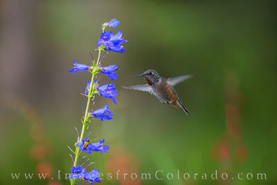 Ruby-Throated Hummingbird and Blue Bells 716-1