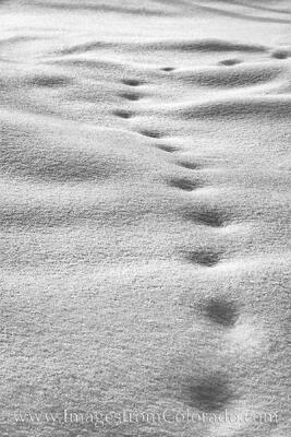 Snow Steps in Black and White 1