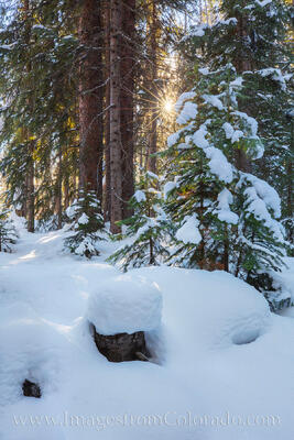 Sunlight through the Snowy Forest 1