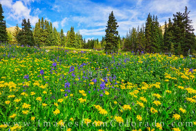 Colorado wildflowers bloom in late July high up on Berthoud Pass.