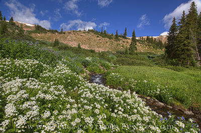 Colorado Wildflowers on Berthoud Pass 1
