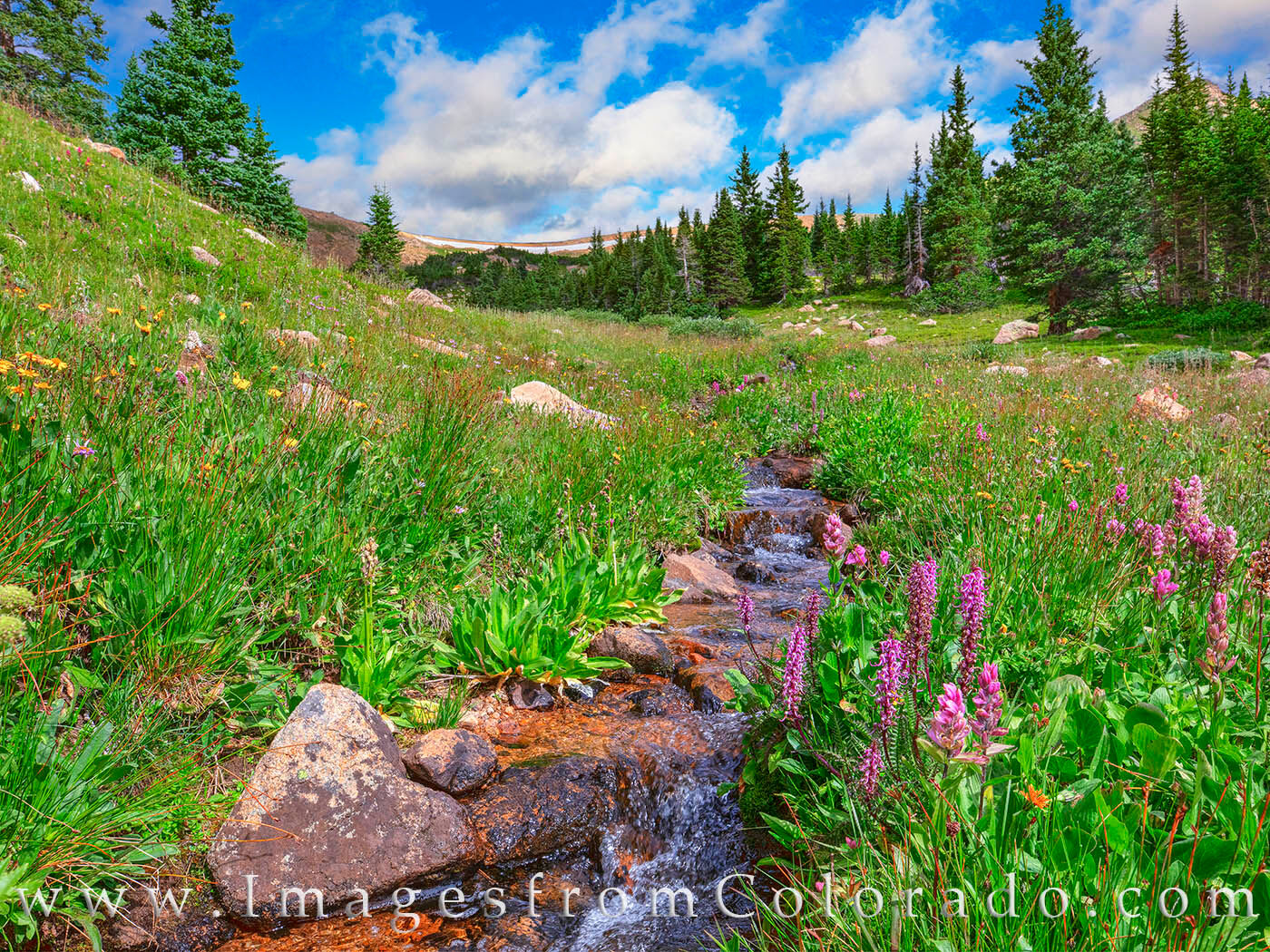 Wildflowers line the small stream known as Hoop Creek on Berthoud Pass. This area is, thankfully, little known and I’ve never...