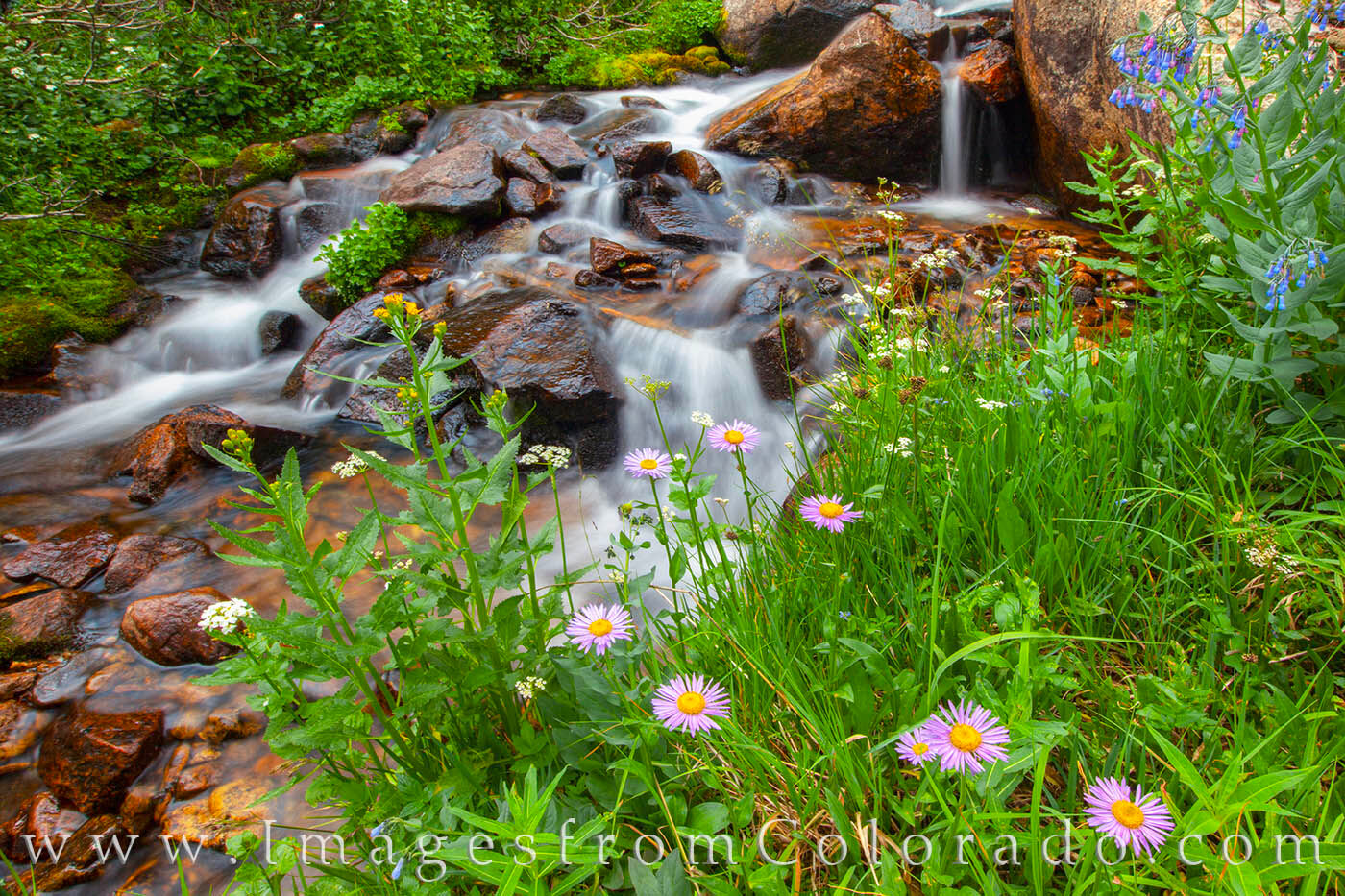 Another Colorado Image from atop Berthoud Pass - this one of daisies growing around a small stream. Hike a little ways off of...