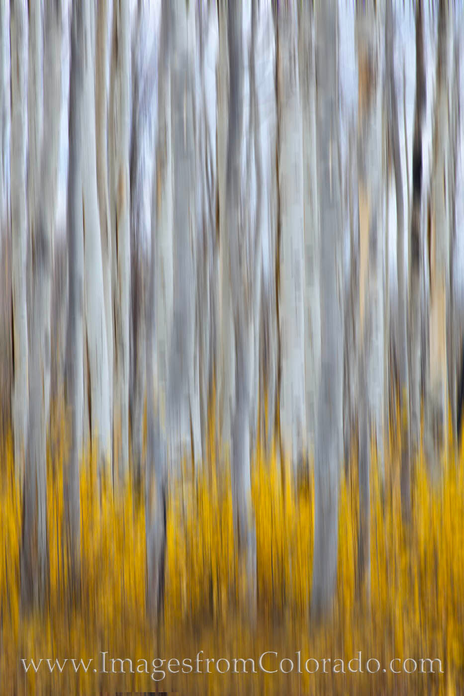 Aspen trunks rise from the golden ground cover of Autumn on a cold October day near Grand Lake, Colorado