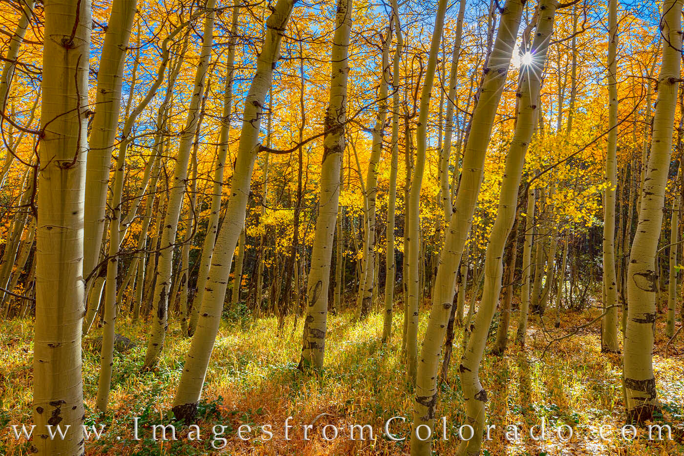 Warming sunlight spreads its rays through a grove of beautiful aspen trees on a cold fall morning near Winter Park, Colorado