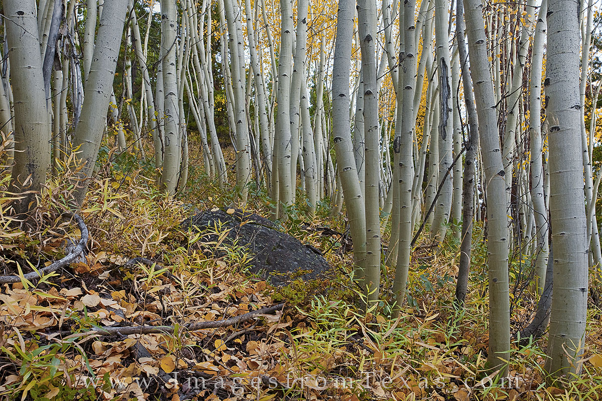 In Autumn, the aspen leaves turn gold as does the ground cover. This photograph taken near Winter Park, Colorado, in Grand County...