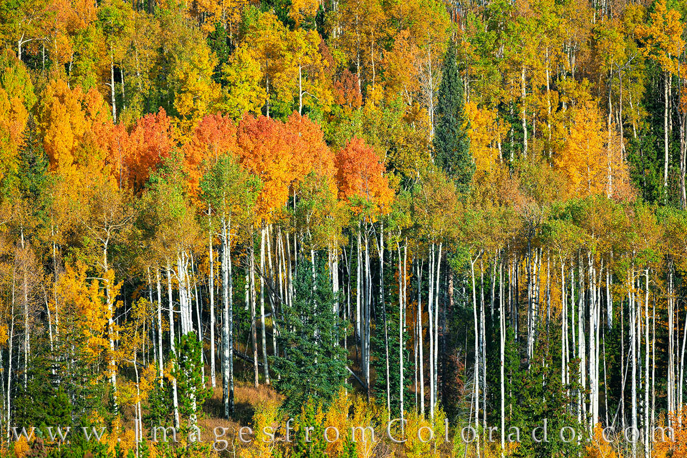 Vibrant fall colors make their appearance in Winter Park, Colorado. Taken on a cold late September morning, the aspen showed...
