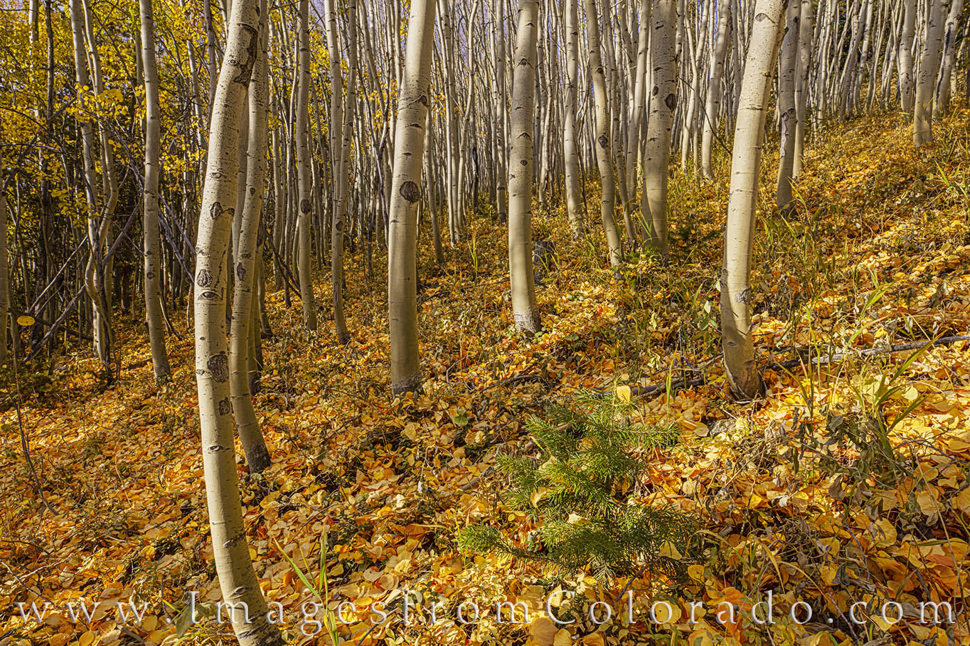 Beautiful aspen sand in a sea of gold in late Autumn near Fraser and Winter Park, Colorado. This grove is one of my favorite...