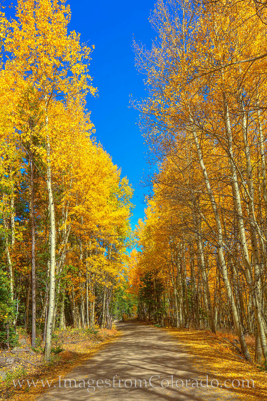 Gold and orange aspen trees line a small dirt road near Winter Park, Colorado, on a beautiful late September morning. The air...