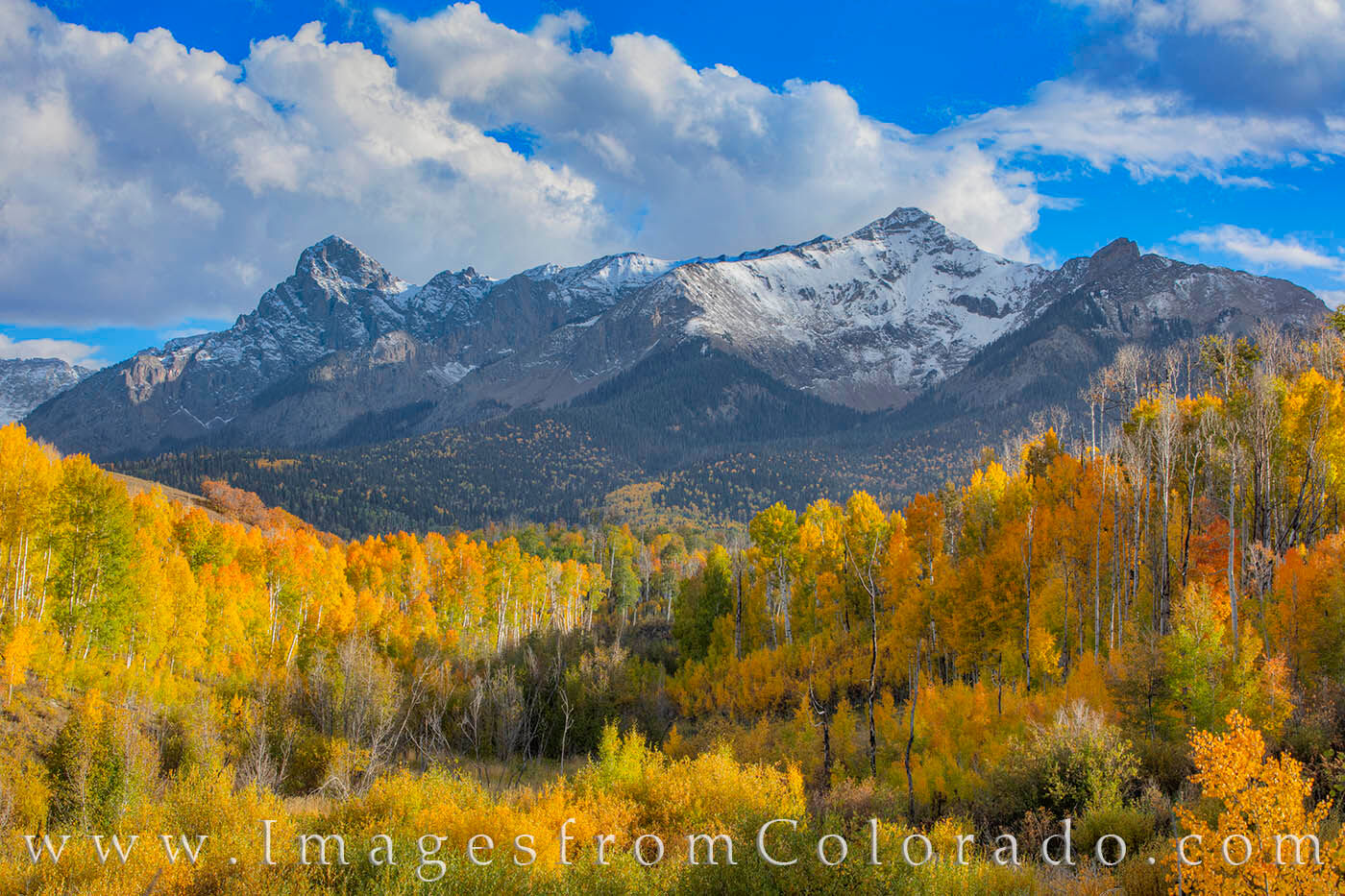 Aspen show off their fall colors along Last Dollar Road on a cool October afternoon.